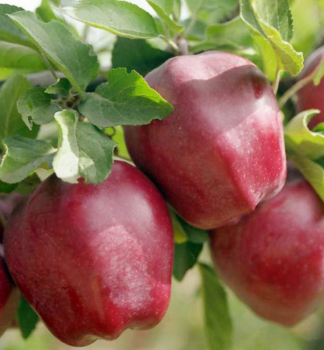 Jablo STARKRIMSON, podn. M26, prostok.