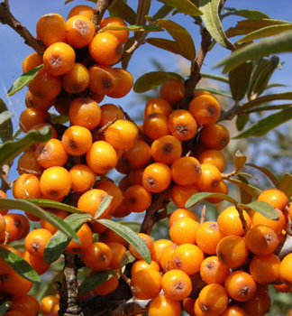 Rakytn�k �e�etl�kov� �KAPRIZ� 30-40 cm, kont. 2,5 l - sami�� rostlina