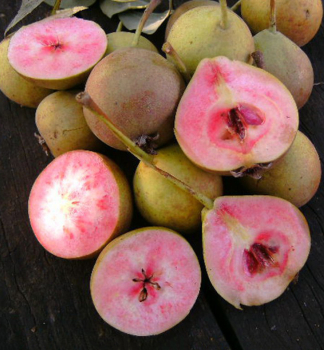 Hrue SANGUINOLE (KRVAVKA) podn. hr. kavkazsk 160-180 cm, kont. 6 l