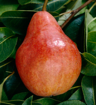 Obrzok (1)