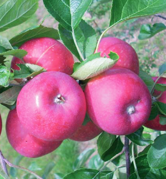 Jablo ALLEGRO podn. M7, prostok.