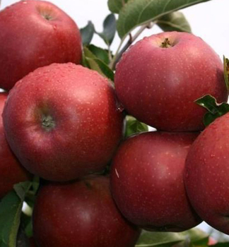 Jablo RED JONAPRINCE podn. M26, prostok.