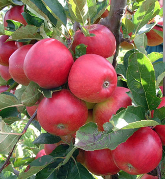Jabloň sloupovitá ´RED SPRING®´ podn. M9, 70-90 cm, zemní bal v kont. 5 l