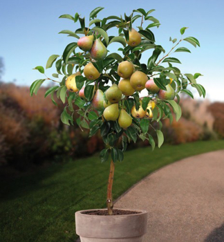 Hrue zakrsl MINIPEAR podn. kdoulo Adams, 40-50 cm, kont. 5 l