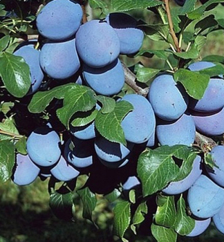 Slivo 'TOPFIRST' podp. myrobaln 140-160 cm, kont. 6 l