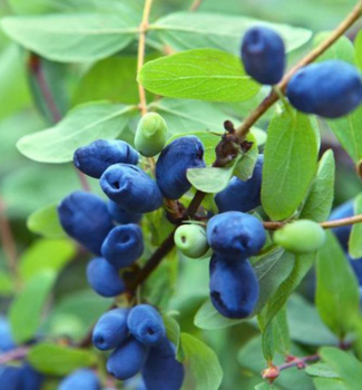 Zimolez kam�atsk� �MORENA� 20-30 cm, kont. 2 l