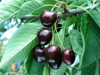 Obrázok (2) Obrázok (2)