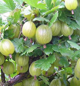 Obrzok