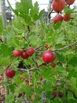 Obrzok (1)