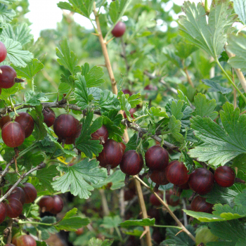 Obrzok (2)