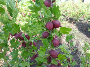 Obrzok (3)