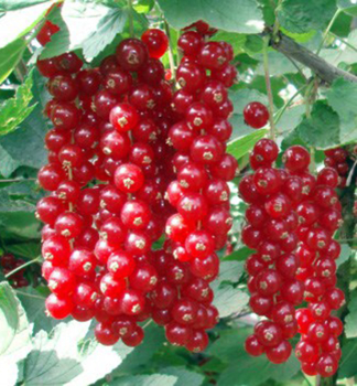 Obrzok (5)