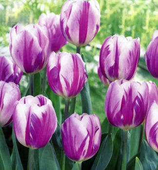 Tulipn FLAMING FLAG 5 ks v balen