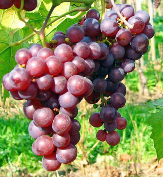Vinná réva ´CHRUPKA ČERVENÁ´ 30-40 cm, zemní bal