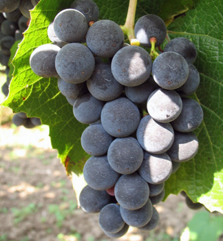 Vinn rva stoln, motov ISABELA 90-100 cm, kont. 2 l