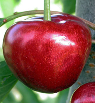 Tee CARMEN, podn. Gisela 5, prostok.