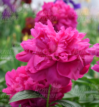 Obr�zok (6)