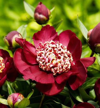Pivoka bylinn 'NIPPON BEAUTY' kont. 1 l