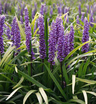 Liriope muscari MONEYMAKER 10-15 cm, kont. 2 l