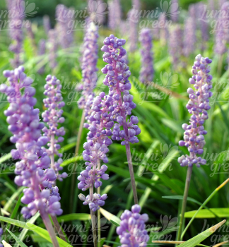 Obr�zok (9)