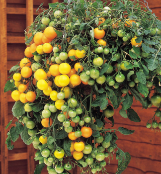 Raje cherry PENDULINA YELLOW, 1 ks v kont. 0,3 l