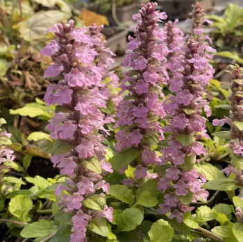 Obrázok (2) Obrázok (2)