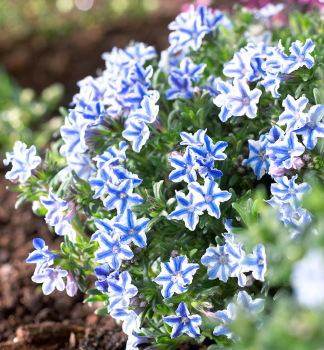 Kamejka �BLUE STAR�, kont. 0,5 l