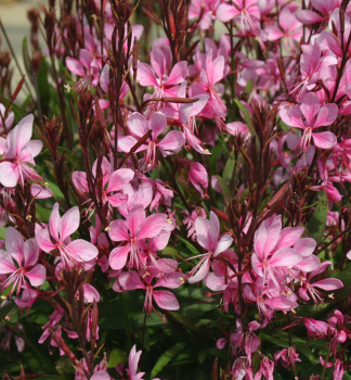 Gaura Lindheimeri LOLLIPOP PINK kont. 0,5 l