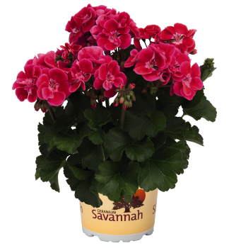 Pelarg�nie vzp��men� �SAVANNAH� TEXMEX FIRE�, kont. 0,5 l