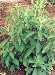 Stevia rebaudiana