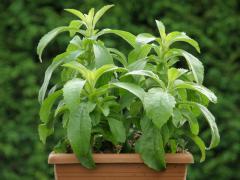 Stevia rebaudiana v ndobe