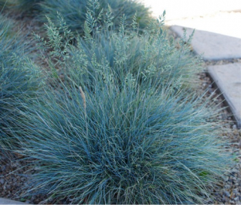 Festuca glauca