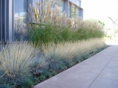 Festuca glauca, radov vsadba