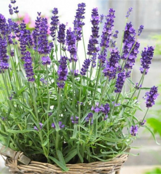 Levandule �zkolist� �ESSENCE PURPLE�, kont. 1 l