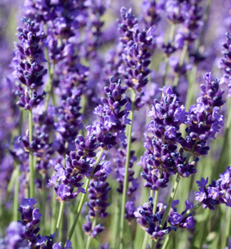 Levandule zkolist HIDCOTE BLUE, kont. 0,5 l