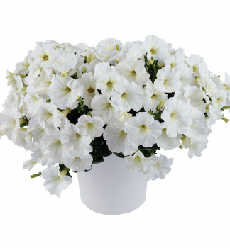 Petunie polop�evisl� �CAPELLA� WHITE�, kont. 0,5 l