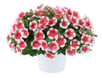 Petunie polop�evisl� �CAPELLA� CHERRY VANILLA�, kont. 0,5 l