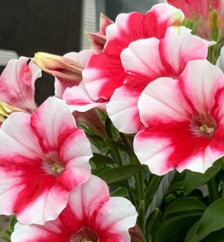 Petunie polop�evisl� �CAPELLA� CHERRY VANILLA�, kont. 0,5 l