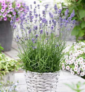 Lavandula angustifolia MUNSTEAD v ndobe