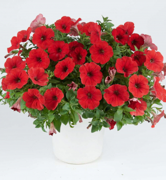 Petunie polop�evisl� �CAPELLA� RUBY RED�, kont. 0,5 l