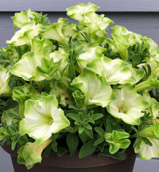 Petunie p�evisl� �RAY� PISTACHIO CREAM�, kont. 0,5 l