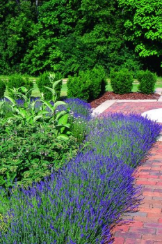 Lavandula angustifolia MUNSTEAD v zhone