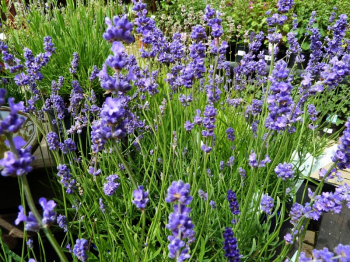 Levandua zkolist / Lavandula angustifolia MUNSTEAD