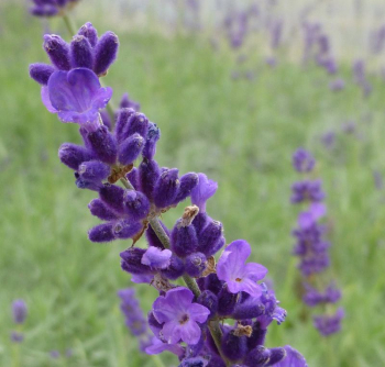 Levandua zkolist / Lavandula angustifolia MUNSTEAD detail kvetu
