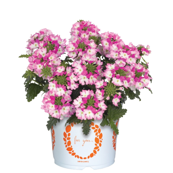Verbena �WICKED� HOT PINK�, kont. 0,5 l