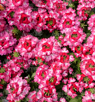 Verbena �WICKED� HOT PINK�, kont. 0,5 l