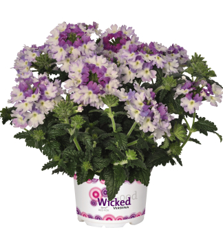 Verbena �WICKED�PURPLE�, kont. 0,5 l