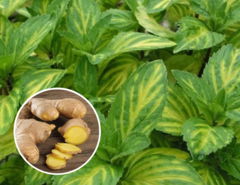 Obrázok (3) Obrázok (3)