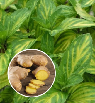 M�ta z�zvorov� �GINGER�, kont. 1 l