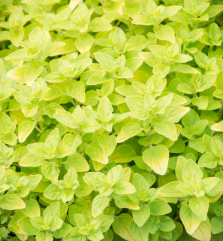 Dobromysl obecn GOLD (Zlat Oregano), kont. 0,5 l